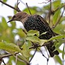 Sturnus vulgaris