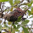 Sturnus vulgaris