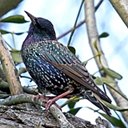 Sturnus vulgaris