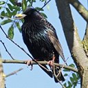 Sturnus vulgaris