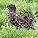Sturnus vulgaris