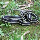 Thamnophis sirtalis