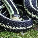 Thamnophis sirtalis