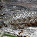 Thamnophis sirtalis