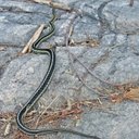 Thamnophis sirtalis