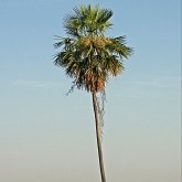 Okrytonasienne jednoliścienne - Arecales (palmowce)
