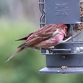 At the feeder