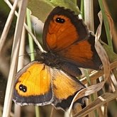 Insetos - Borboletas: Nymphalidae
