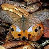 Insects - Butterflies: Nymphalidae