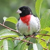Birds Passeriformes - Cardinalidae (Cardinals, Grosbeaks)