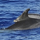 Mammals - Cetaceans
