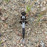 Insects - Dragonflies (Odonata, Anisoptera)
