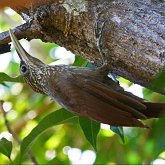 Aves Passeriformes - Furnariidae e Dendrocolaptidae (jo&#227;es, limpa-folhas, arapa&#231;us e afins)