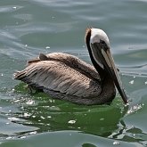 Aves Non Passeriformes - Gar&#231;as, pelicanos, cegonias e afins 