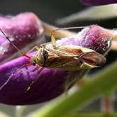 Insects - Hemiptera (True bugs)