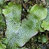 Plants, others - Hepatics (Liverworts)