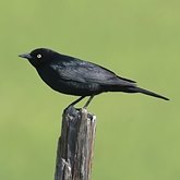 Birds Passeriformes - Icteridae (Oropendolas, Orioles and Blackbirds)