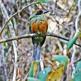 Birds Non Passeriformes - Kingfishers, Rollers, Motmots &amp; allies