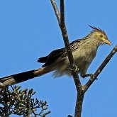 Ptaki Non Passeriformes - Kukułki