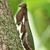 Insects - Mantises