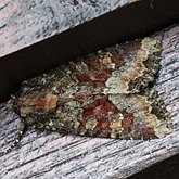 Insetos - Mariposas: Noctuoidea