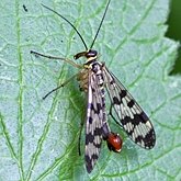 Insects - Mecopterans