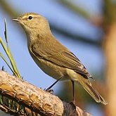 Birds Passeriformes - Phylloscopidae (Leaf Warblers and allies)