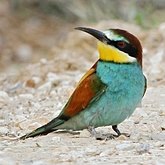 Ptaki Non Passeriformes - Zimorodki, kraski i spokrewnione