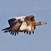 Addendum. Czerwona Księga IUCN: Gatunki zagrożone