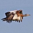 Addendum. Czerwona Księga IUCN: Gatunki zagrożone