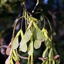 Acer negundo