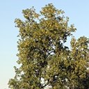 Acer negundo