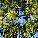 Acer negundo