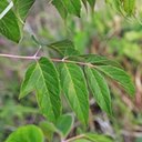 Acer negundo
