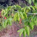 Acer negundo