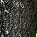 Acer negundo