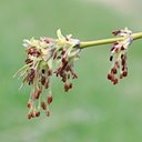 Acer negundo
