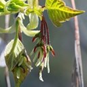 Acer negundo