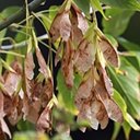 Acer negundo