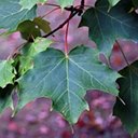 Acer saccharum