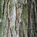 Acer saccharum