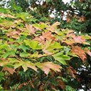 Acer saccharum