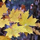 Acer saccharum