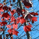 Acer saccharum