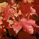 Acer saccharum