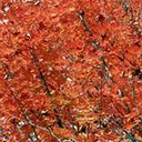 Acer saccharum