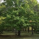Acer saccharum