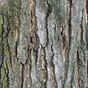Acer saccharum