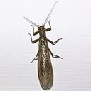 Acroneuria sp.