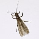 Acroneuria sp.